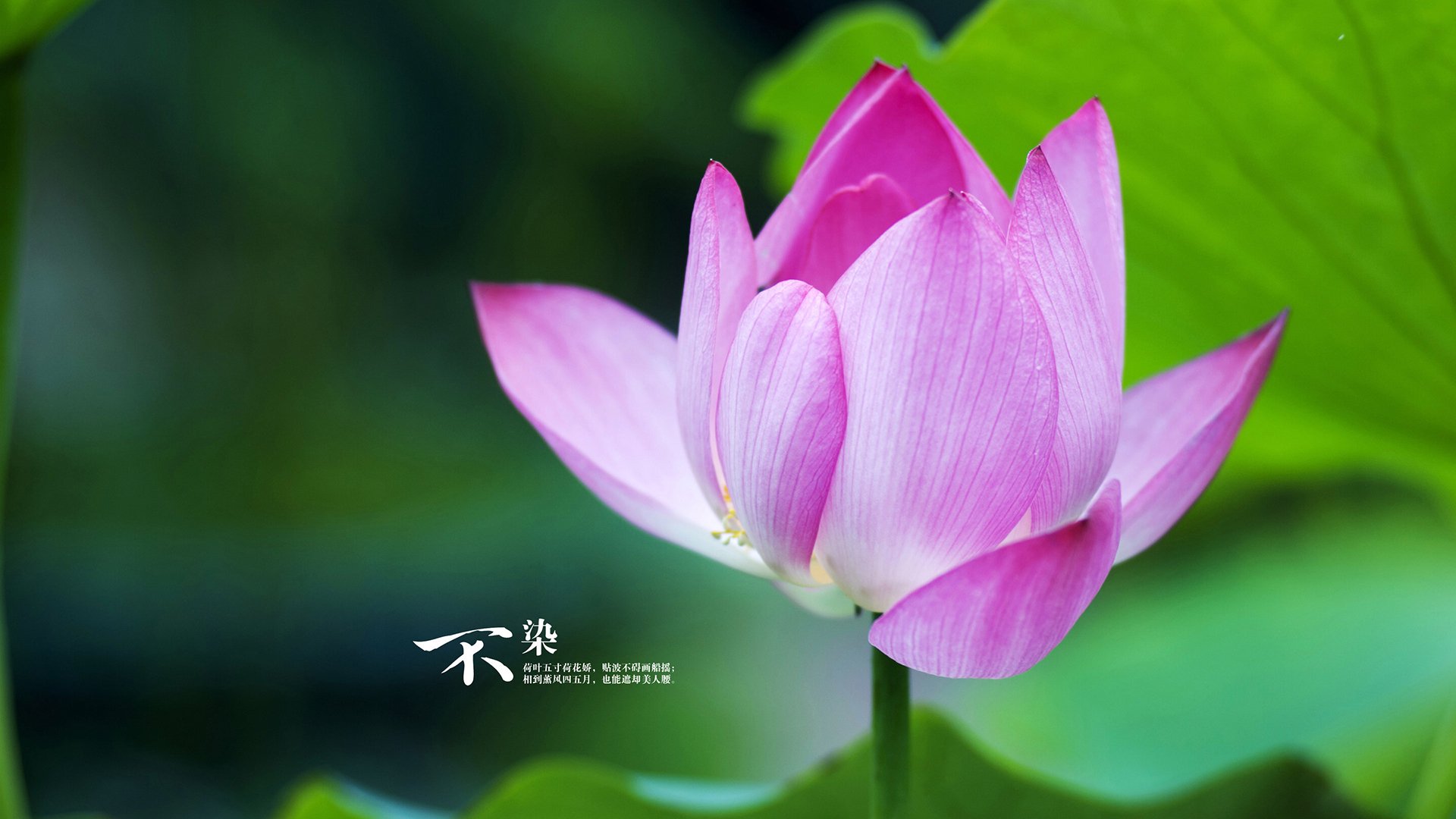 德国队如何通过赛制调整,在国际乒联混合团体世界杯中脱颖而出